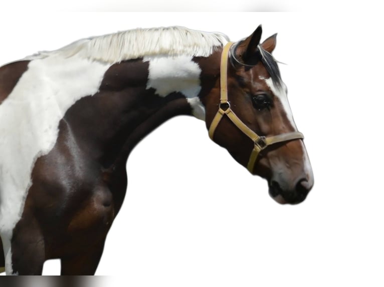 KWPN Jument 6 Ans 168 cm Pinto in Gijon