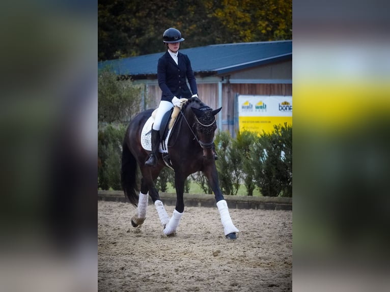 KWPN Jument 6 Ans 169 cm Bai brun foncé in Nettersheim