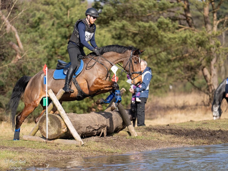 KWPN Jument 6 Ans 169 cm Bai in Wijk en Aalburg