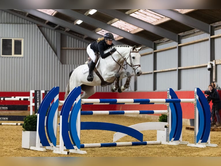 KWPN Jument 6 Ans 169 cm Gris in Waddinxveen