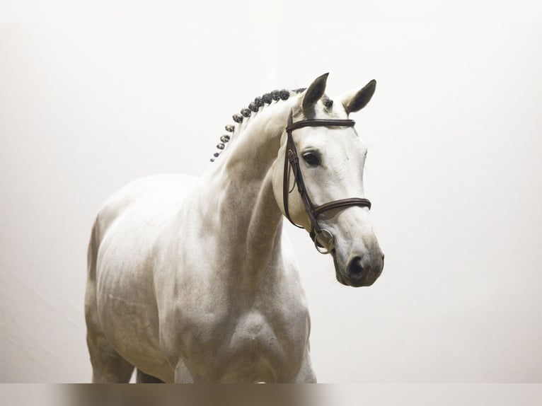 KWPN Jument 6 Ans 169 cm Gris in Waddinxveen