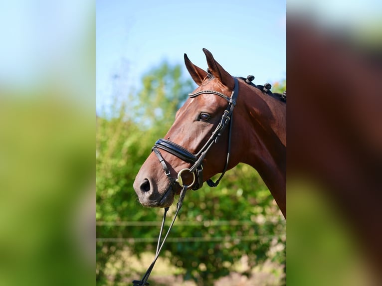 KWPN Jument 6 Ans 170 cm Bai brun in Haaksbergen