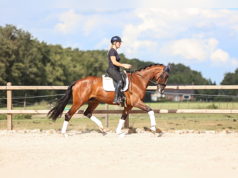 KWPN Jument 6 Ans 170 cm Bai in Joure