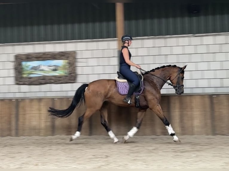 KWPN Jument 6 Ans 170 cm Bai in Oud Gastel