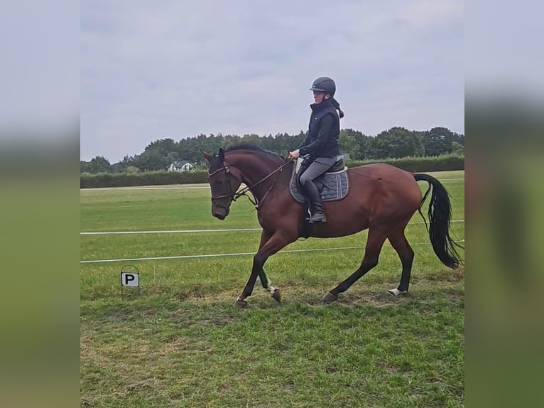 KWPN Jument 6 Ans 170 cm Bai in Visselh&#xF6;vede