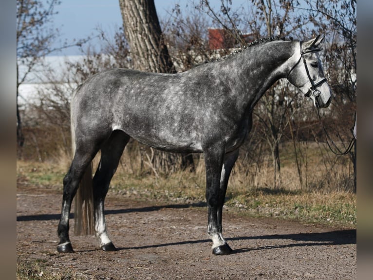 KWPN Jument 6 Ans 170 cm Gris in Gyula