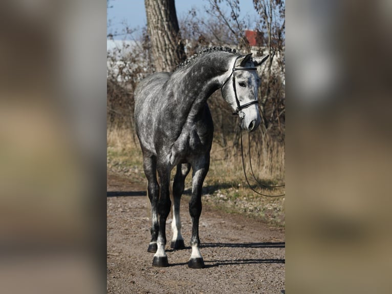 KWPN Jument 6 Ans 170 cm Gris in Gyula