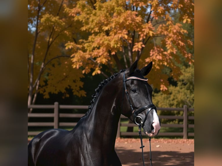 KWPN Jument 6 Ans 170 cm Noir in Csabacs&#x171;d