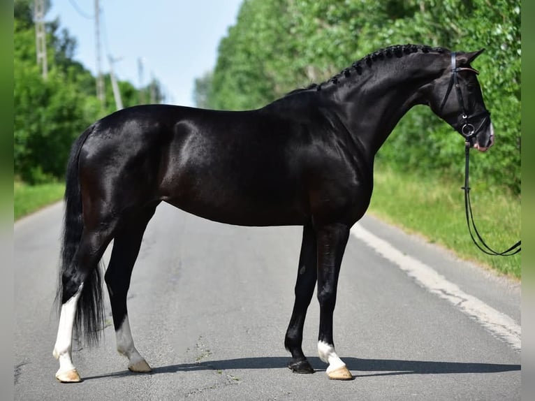 KWPN Jument 6 Ans 170 cm Noir in Csabacsűd KWPN Jument 6 Ans 170 cm Noir in Csabacsűd