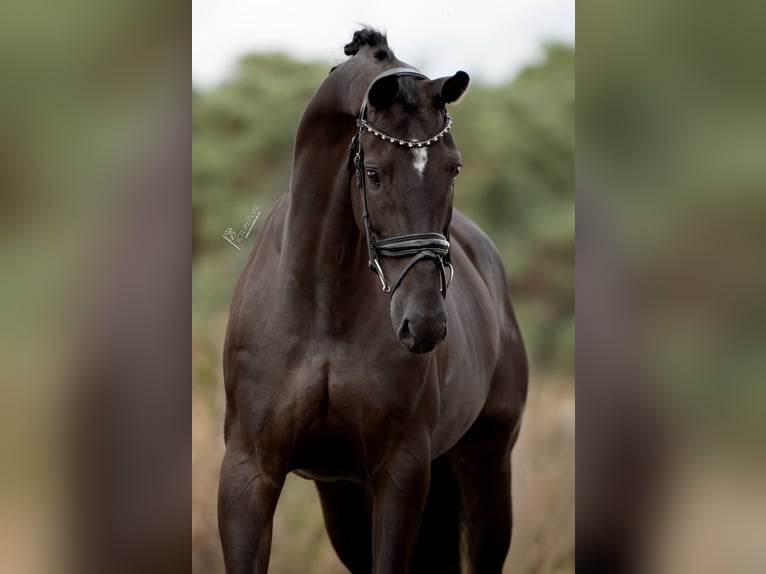 KWPN Jument 6 Ans 170 cm Noir in Peer