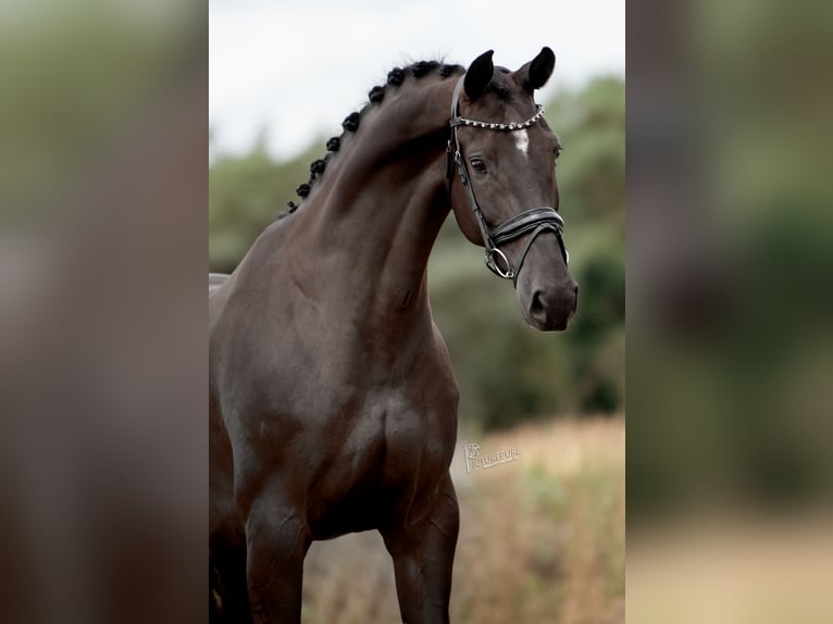 KWPN Jument 6 Ans 170 cm Noir in Peer