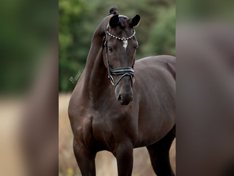 KWPN Jument 6 Ans 170 cm Noir in Peer