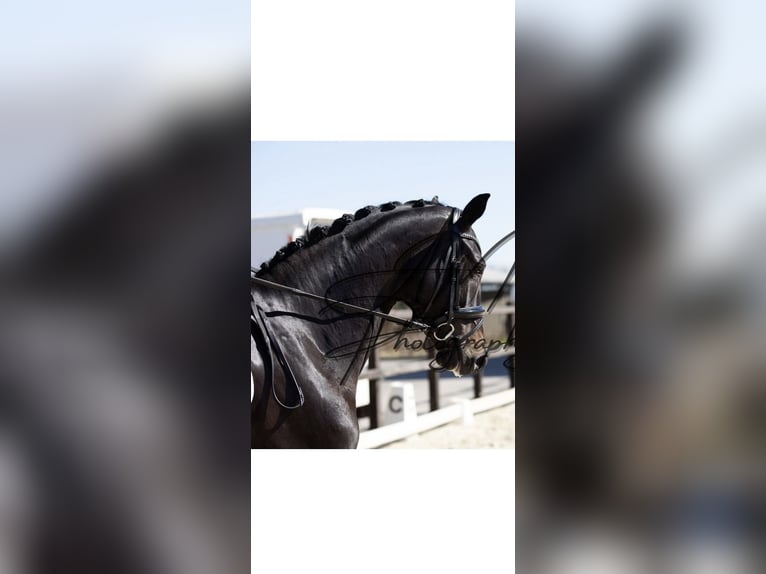 KWPN Jument 6 Ans 171 cm Bai brun foncé in Harlingen