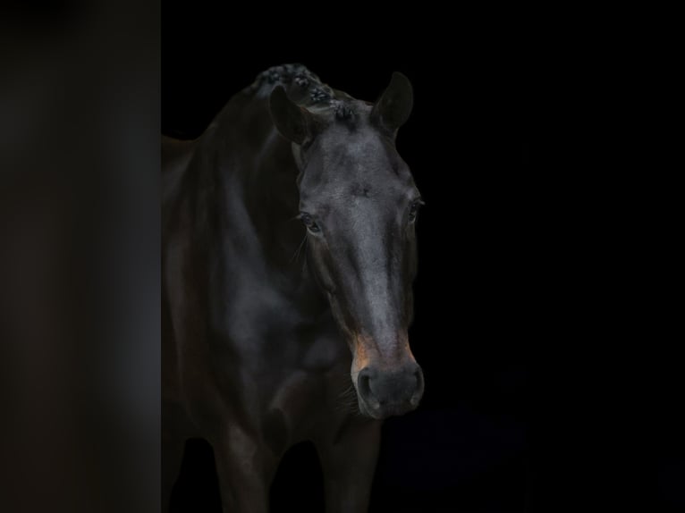 KWPN Jument 6 Ans 171 cm Bai brun foncé in Harlingen