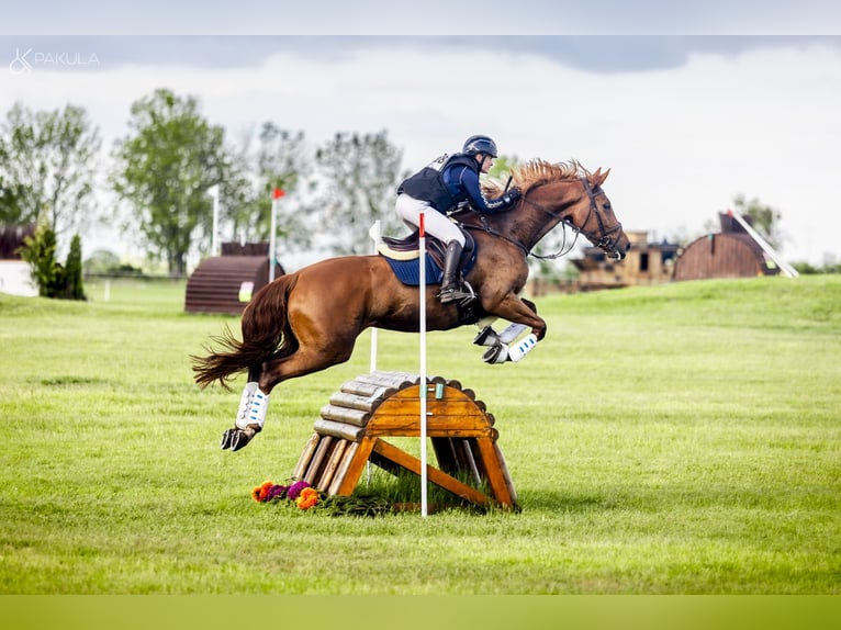 KWPN Jument 6 Ans 172 cm Alezan in Nijkerk