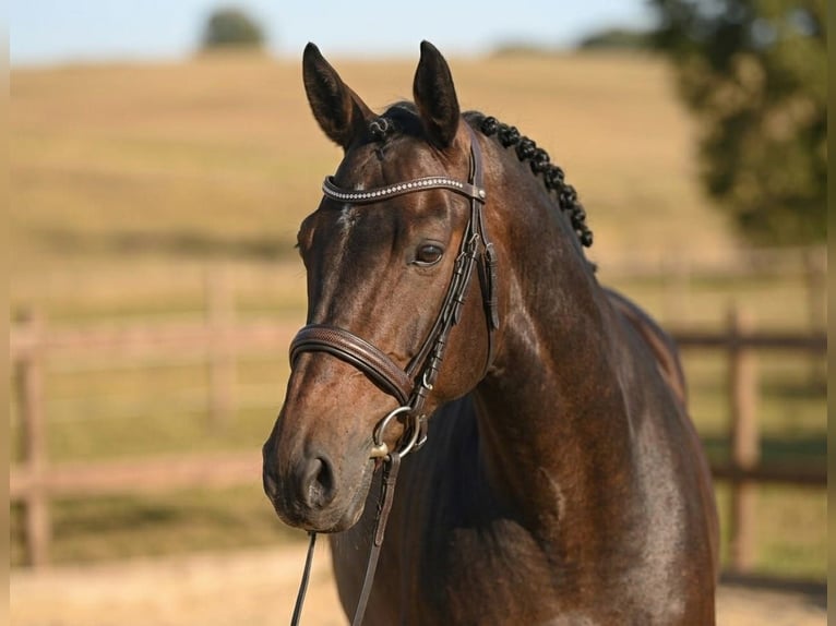 KWPN Jument 6 Ans 172 cm Bai brun in Lakitelek