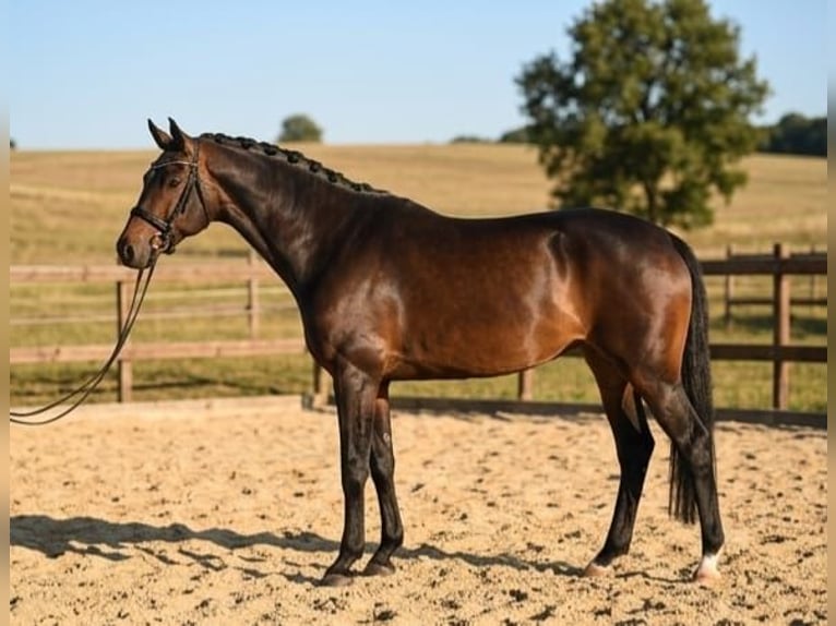 KWPN Jument 6 Ans 172 cm Bai brun in Lakitelek