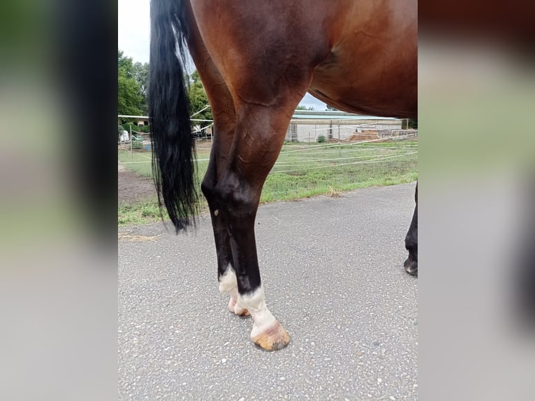 KWPN Jument 6 Ans 173 cm Bai brun in Pontevedra