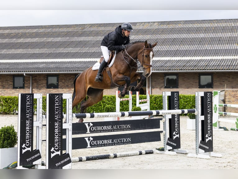 KWPN Jument 6 Ans 173 cm Bai brun in Waddinxveen