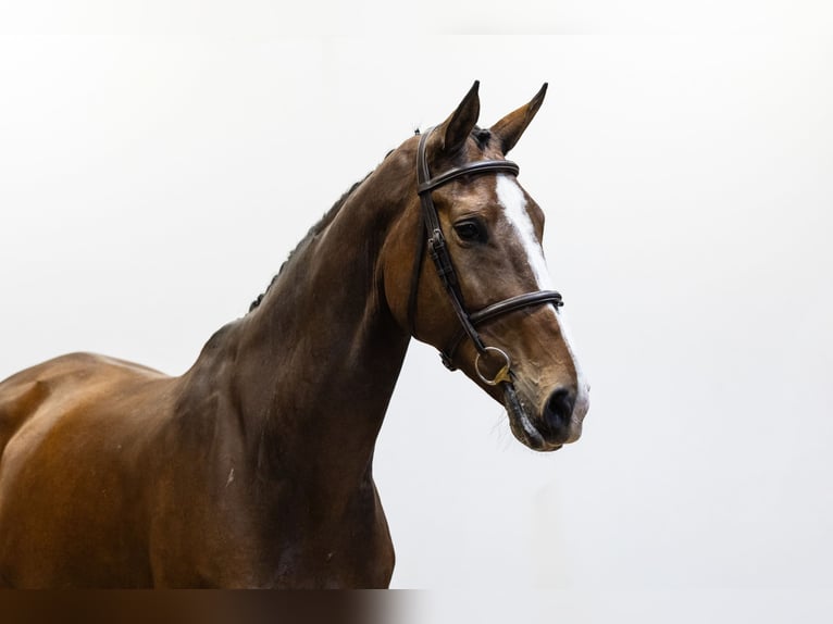 KWPN Jument 6 Ans 173 cm Bai brun in Waddinxveen