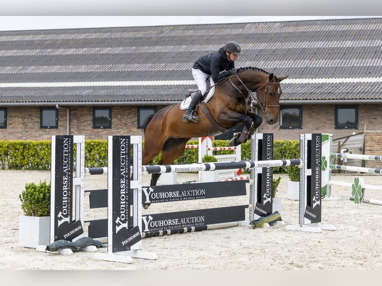 KWPN Jument 6 Ans 174 cm Bai brun in Waddinxveen