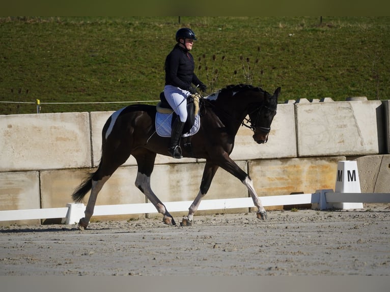 KWPN Jument 6 Ans 174 cm Pinto in Nettersheim