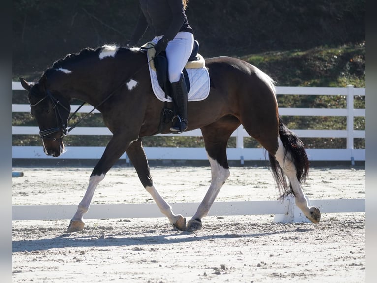 KWPN Jument 6 Ans 174 cm Pinto in Nettersheim