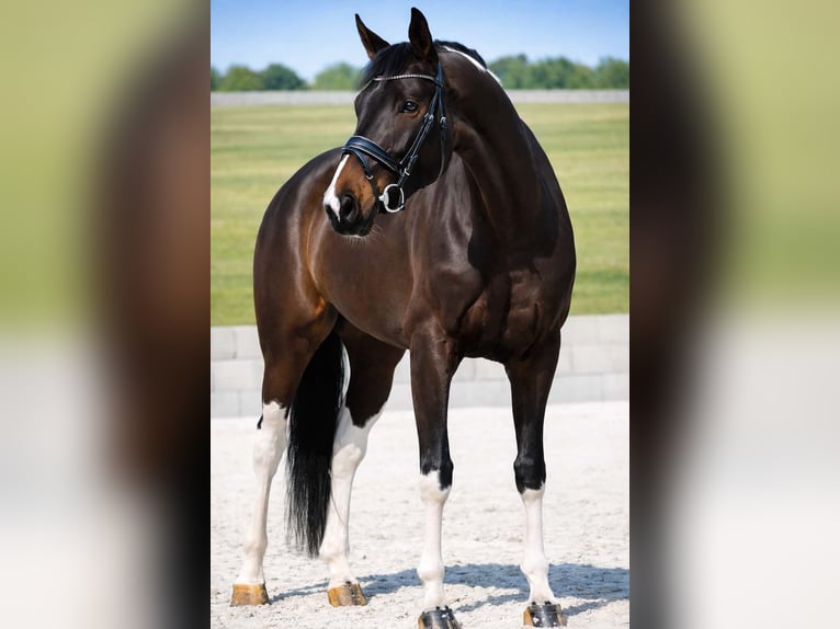 KWPN Jument 6 Ans 174 cm Pinto in Nettersheim