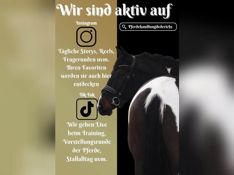 KWPN Jument 6 Ans 174 cm Pinto in Nettersheim