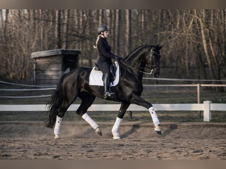 KWPN Jument 6 Ans 175 cm Noir in Schöneiche bei Berlin