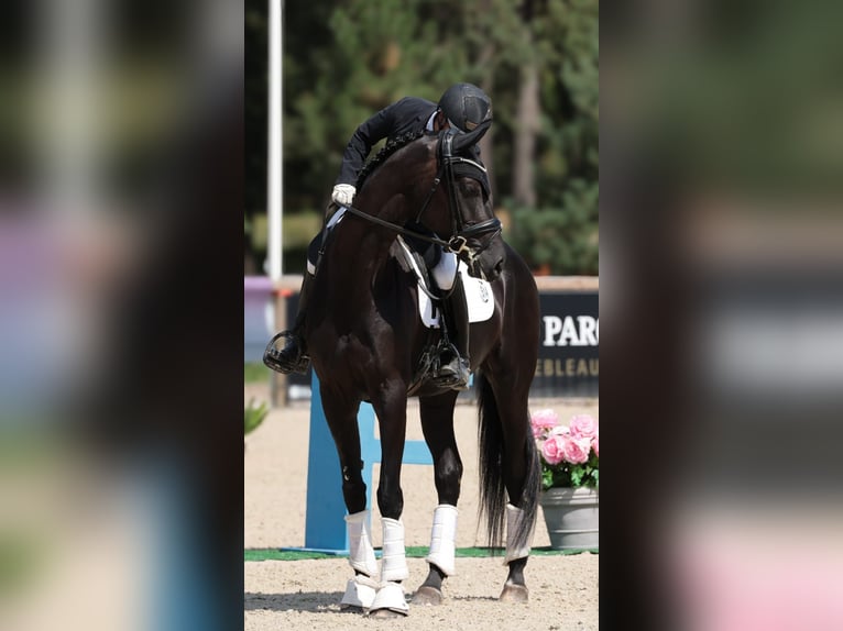 KWPN Jument 6 Ans 178 cm Noir in LA FERTE GAUCHER
