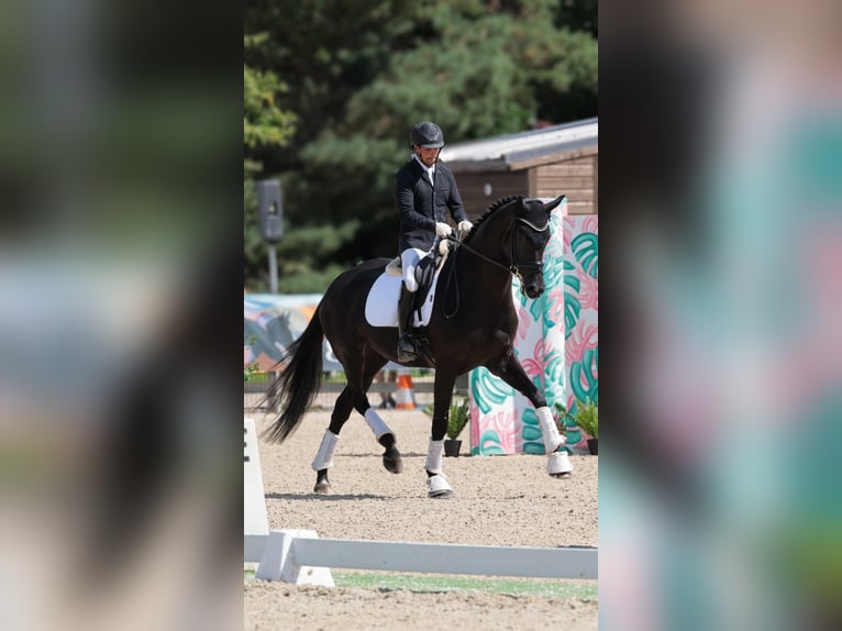 KWPN Jument 6 Ans 178 cm Noir in LA FERTE GAUCHER