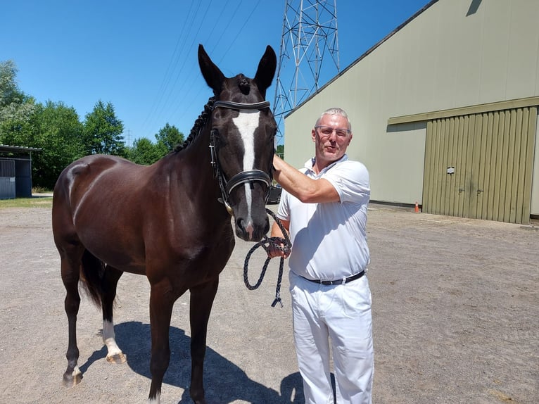 KWPN Jument 6 Ans Bai brun foncé in Waasmunster