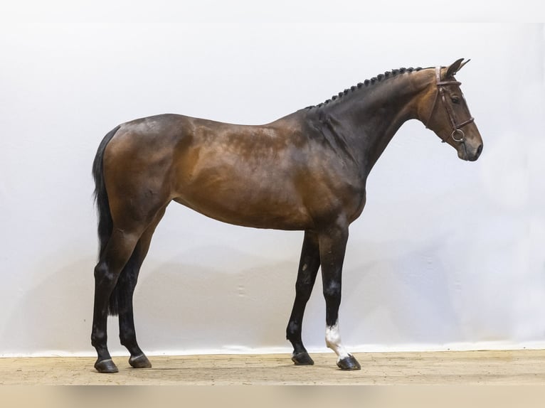 KWPN Jument 6 Ans in Waddinxveen
