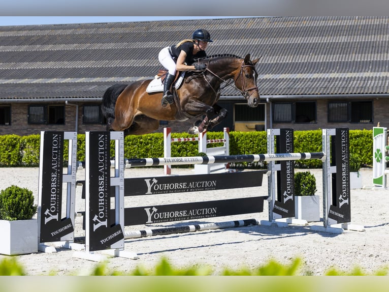KWPN Jument 6 Ans in Waddinxveen