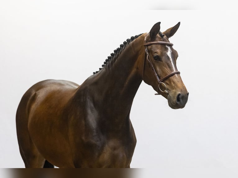 KWPN Jument 6 Ans in Waddinxveen