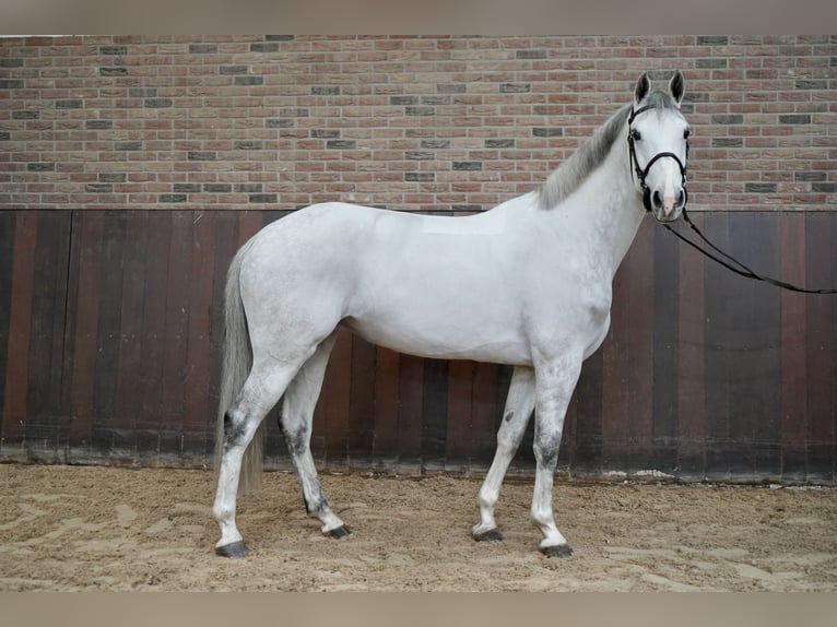 KWPN Jument 6 Ans Gris in Borne