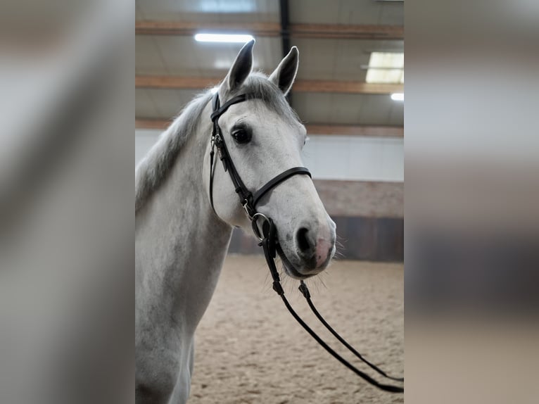 KWPN Jument 6 Ans Gris in Borne