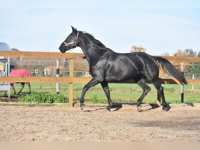 KWPN Jument 6 Ans Noir in Achtmaal