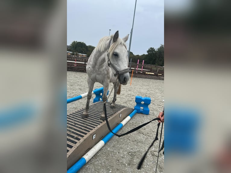 KWPN Jument 7 Ans 142 cm Gris pommelé in Nijkerk