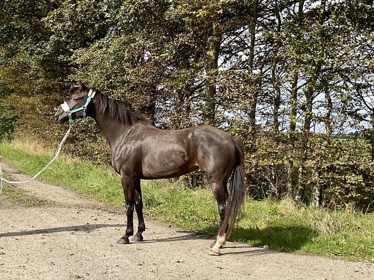 KWPN Jument 7 Ans 157 cm Bai brun in Biervliet