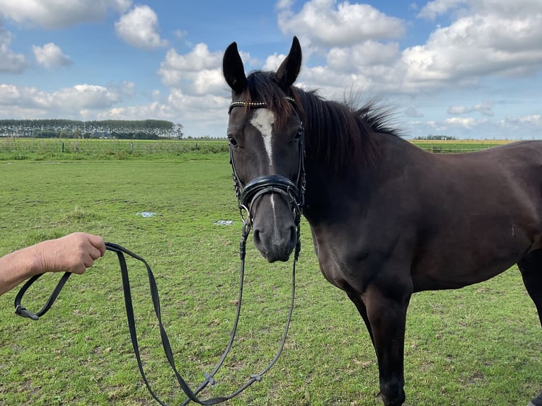 KWPN Jument 7 Ans 157 cm Bai brun in Biervliet