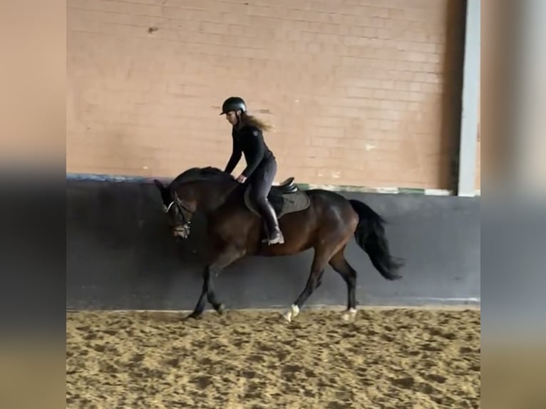 KWPN Jument 7 Ans 159 cm Bai brun in Windhagen
