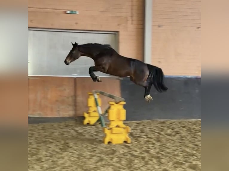 KWPN Jument 7 Ans 159 cm Bai brun in Windhagen