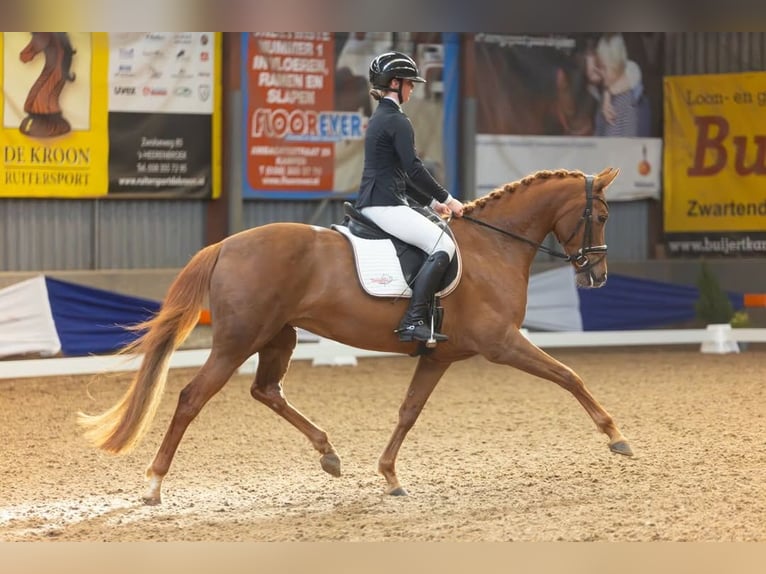 KWPN Jument 7 Ans 160 cm Alezan in Swifterbant