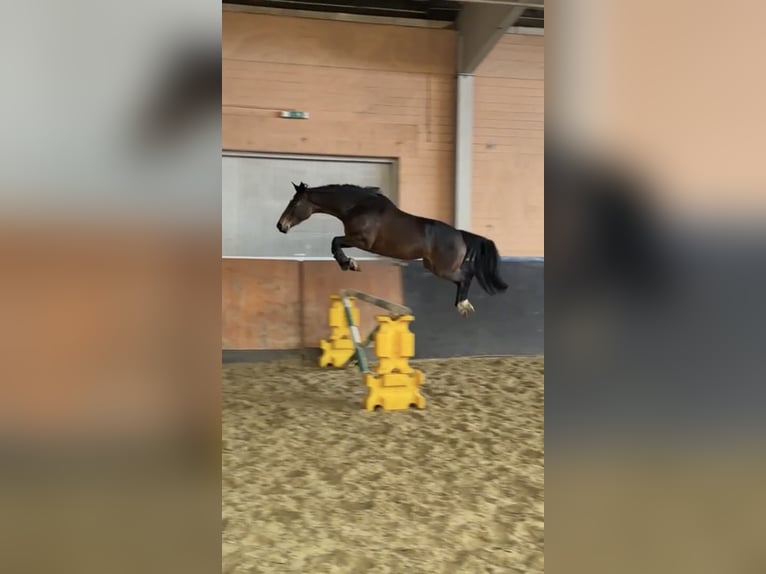 KWPN Jument 7 Ans 160 cm Bai brun in Windhagen