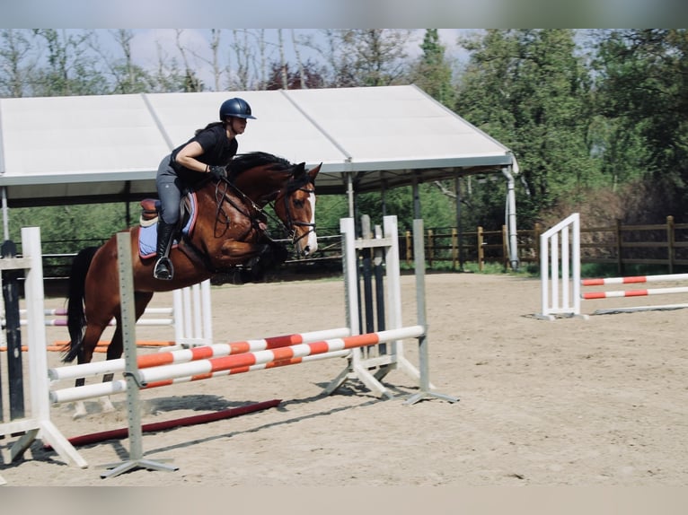 KWPN Jument 7 Ans 160 cm Bai in Lommel