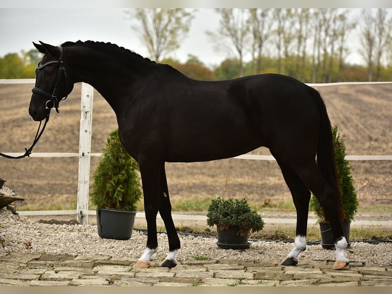 KWPN Jument 7 Ans 160 cm Noir in B&#xE9;k&#xE9;sszentandr&#xE1;s