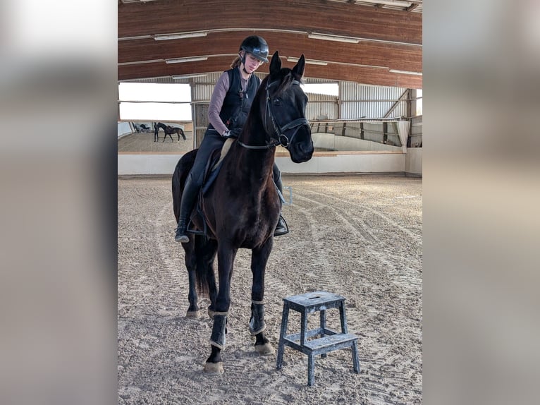KWPN Jument 7 Ans 160 cm Noir in Großrinderfeld