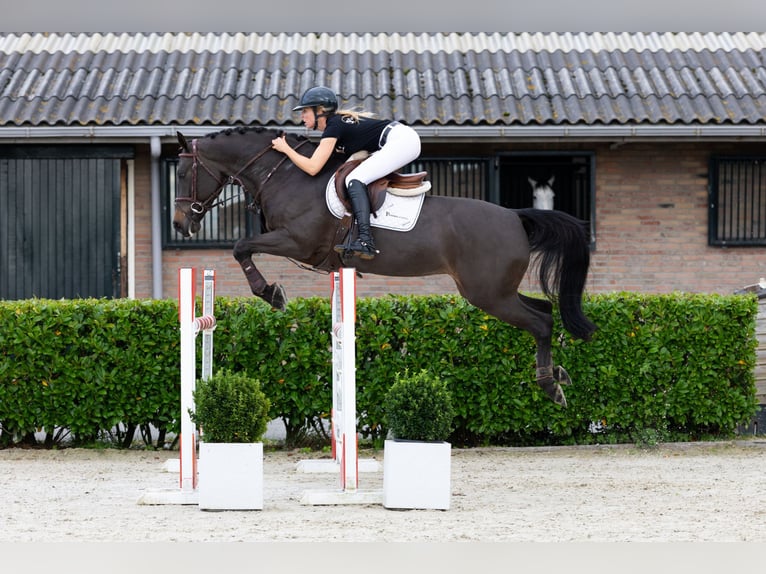 KWPN Jument 7 Ans 161 cm Bai brun foncé in Waddinxveen KWPN Jument 7 Ans 161 cm Bai brun foncé in Waddinxveen